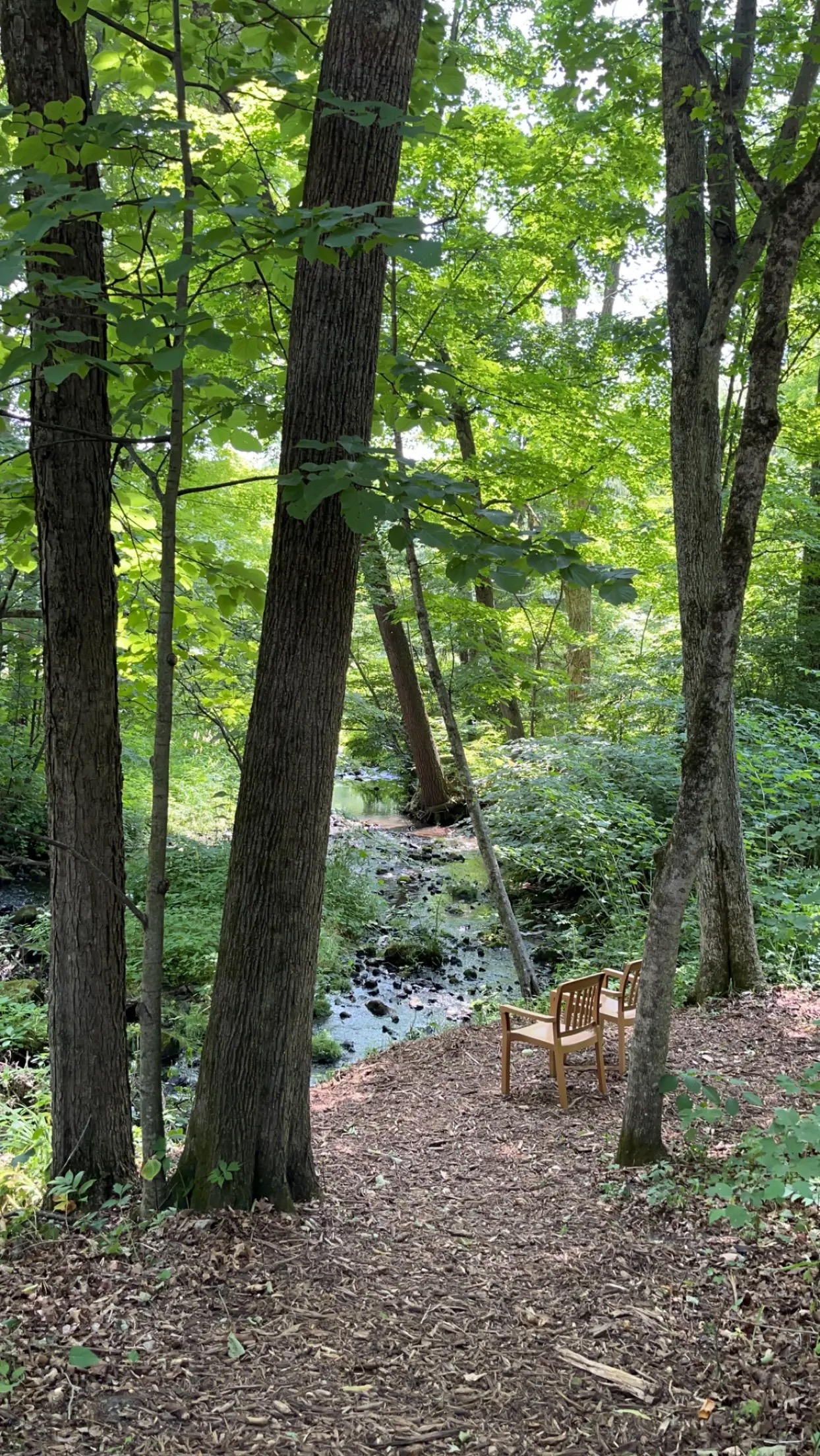 Bench overlooking Prentice Creek near the Artist's Cottage